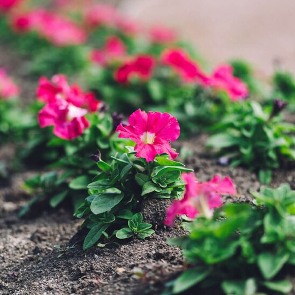 Flower Beds Care