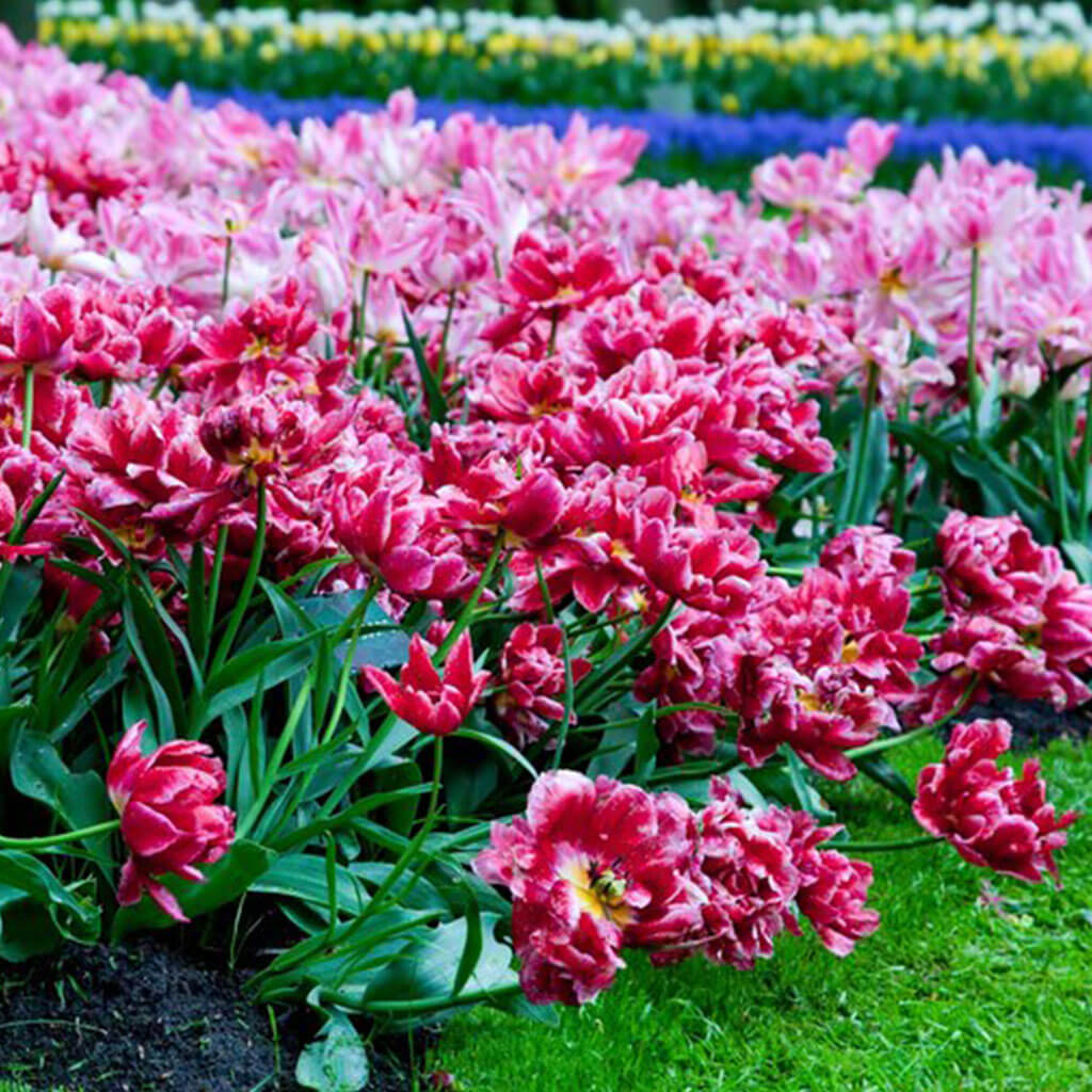 Flower Beds Care