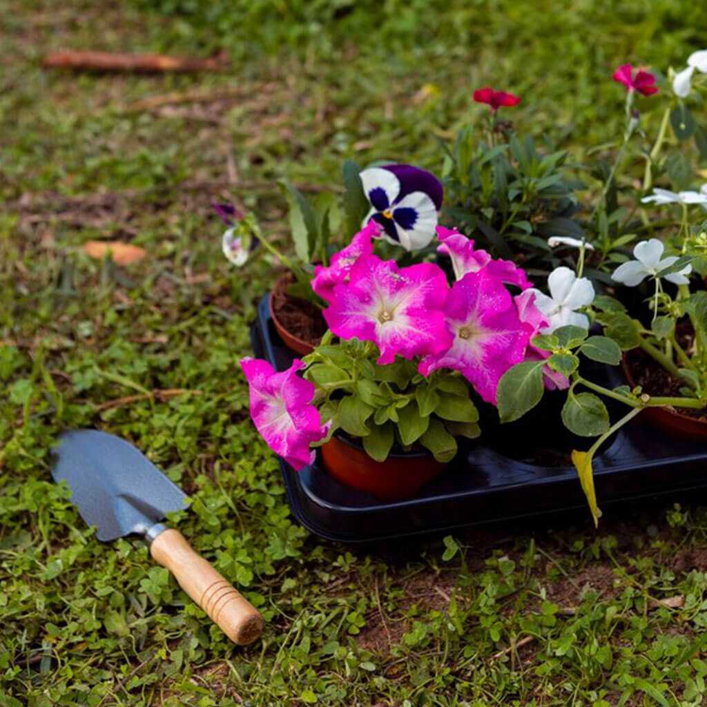 Flower Beds Care