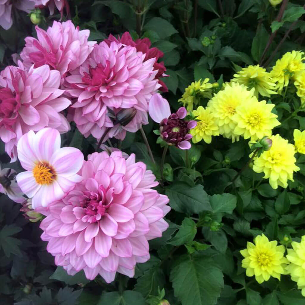 Scented
