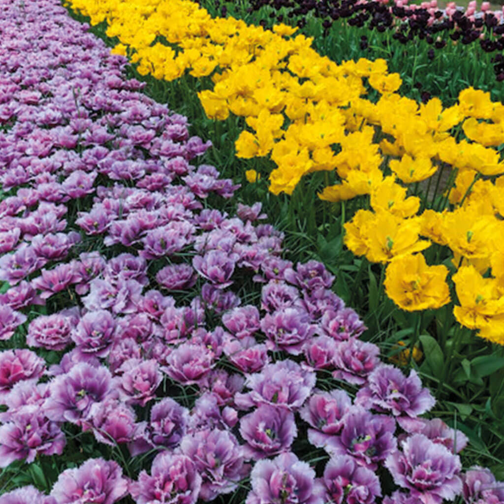 Flower Care